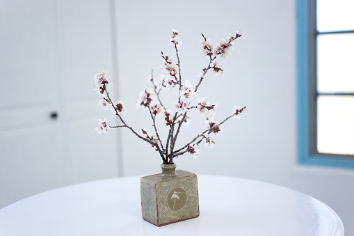Spring Apricot Blossoms in Japanese Vase