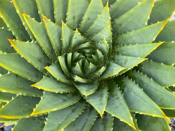 istock Close up of Spiral pattern of agave from above 1482717700