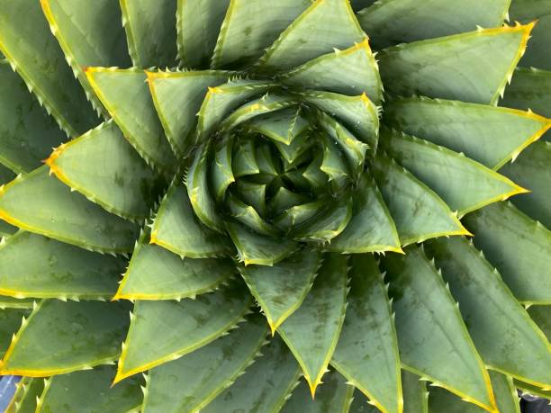 istock Close up of Spiral pattern of agave from above 1482717757