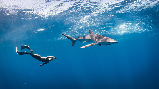 Moment when a Japanese freediver and a blue shark meet underwater on a bright and sunny day. The blue of the water and the light streaming from the surface create a peaceful and serene atmosphere, as the two creatures peacefully coexist in their underwater world.