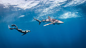 Japanese Freediver and Shark Embrace the Deep Blue on a Sunny Day