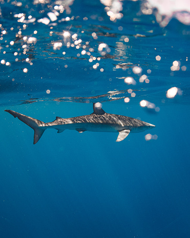 A picture of a beautiful and powerful animal moving through the water with elegance and ease. The blue shark is known for its sleek and streamlined body, which allows it to swim quickly and efficiently through the ocean. In this image, we see the shark swimming near the surface of the water, its dorsal fin cutting through the waves as it moves gracefully along. The deep blue color of the shark's skin contrasts with the lighter hues of the water, creating a striking visual effect. This title captures the beauty and majesty of these fascinating creatures as they navigate their underwater world.