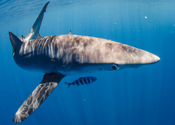 istock Blue Shark's Curious Gaze 1482720112