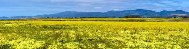 Panoramic view of yellow mustard field in bloom on the Pacific Ocean coastline, with hills on horizon near Half Moon Bay, California.
