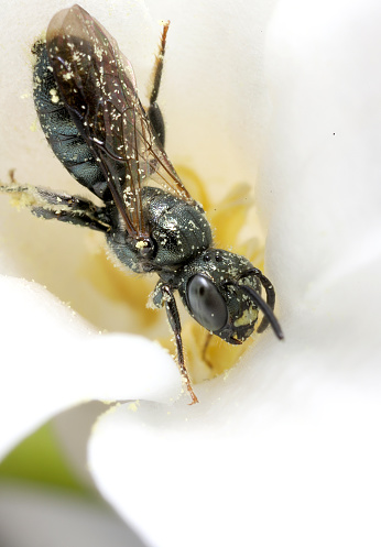 Cute metallic black bee with pollen grains.