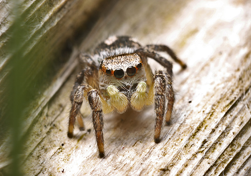 Cute jumping spider with an orange band across her eyes and cream-coloured chelicerae.