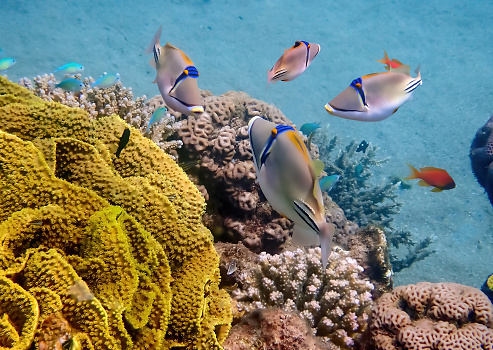 School of exotic coral fish -  Picasso or trigger-fish, scientific name is Rhinecanthus assasi, the species belongs to the family Balistidae, it inhabits Red Sea, Middle East