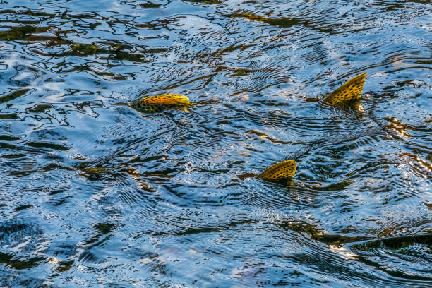 Chinook Salmon Issaquah Creek Hatchery Washington. Salmon swim up Issaquah creek and caught in  Hatchery.