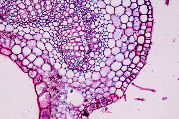 istock Host cells with spores (mold) are inside wood. 1482722016