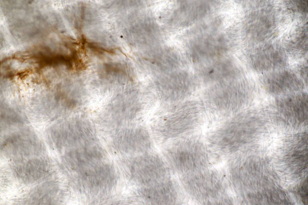 istock Host cells with spores (mold) are inside wood. 1482722024