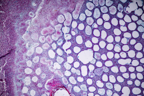 istock Host cells with spores (mold) are inside wood. 1482722032