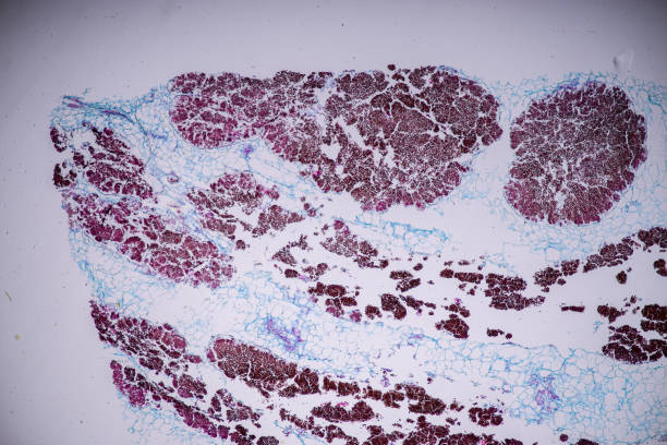 Host cells with spores (mold) are inside wood. Host cells with spores (mold) are inside wood under the microscope for education. conidia stock pictures, royalty-free photos & images
