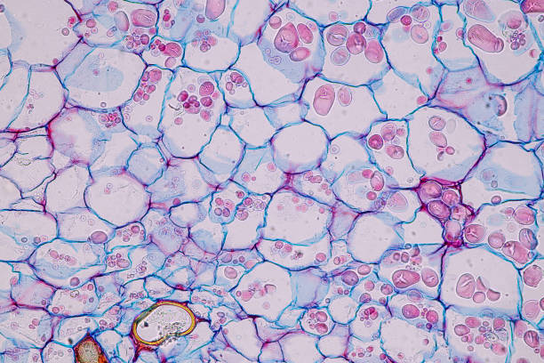 istock Host cells with spores (mold) are inside wood. 1482722065