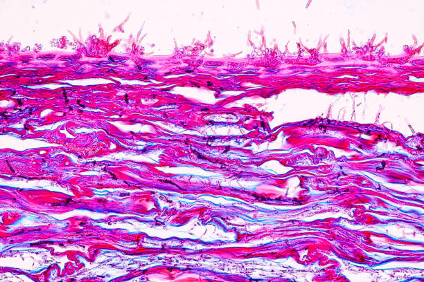 Host cells with spores (mold) are inside wood. Host cells with spores (mold) are inside wood under the microscope for education. conidia stock pictures, royalty-free photos & images