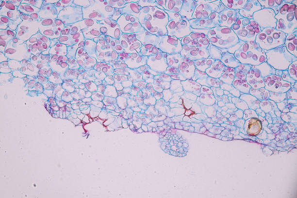 Host cells with spores (mold) are inside wood. Host cells with spores (mold) are inside wood under the microscope for education. conidia stock pictures, royalty-free photos & images