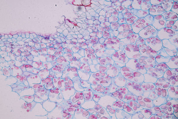 Host cells with spores (mold) are inside wood. Host cells with spores (mold) are inside wood under the microscope for education. conidia stock pictures, royalty-free photos & images