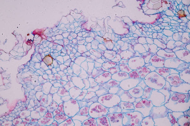 Host cells with spores (mold) are inside wood. Host cells with spores (mold) are inside wood under the microscope for education. conidia stock pictures, royalty-free photos & images