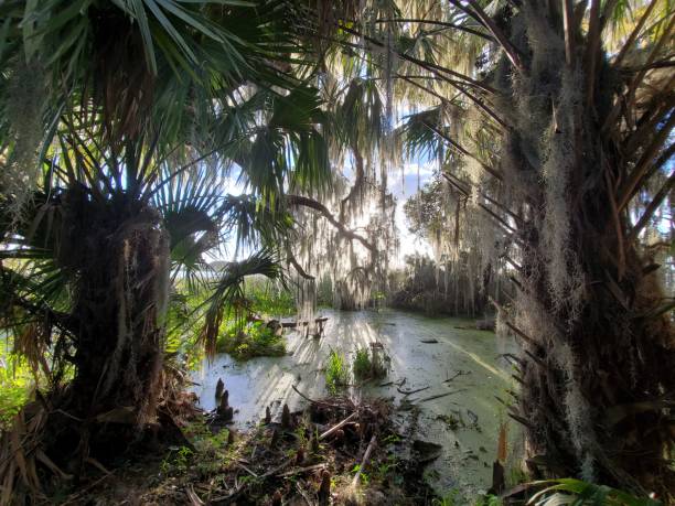 Lake Mount Dora Florida Landscape