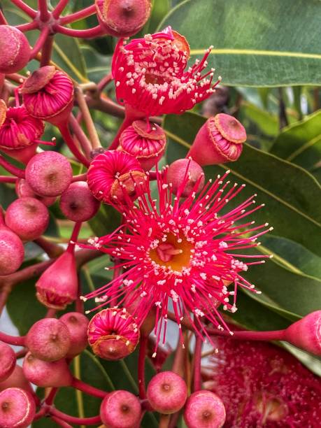 Beautiful crimson flower Close up of flowering gum red flower trees callistemon citrinus stock pictures, royalty-free photos & images
