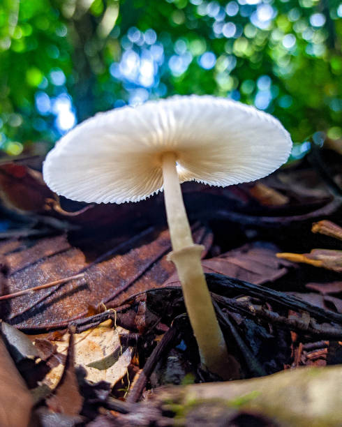 istock Colombian FungiStock 1482727646