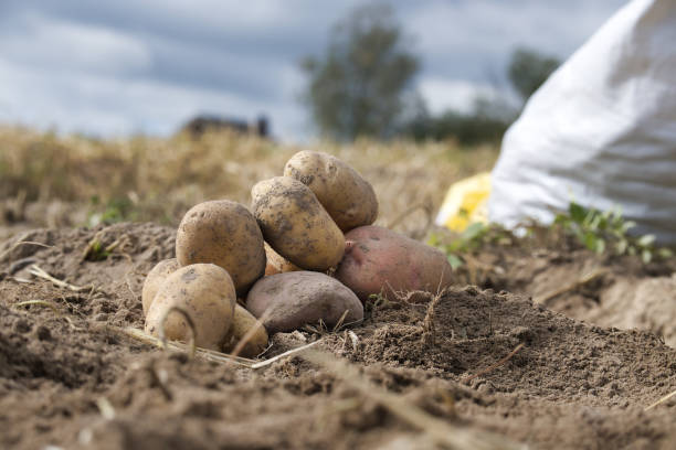 istock Newly harvested multicolored potatoes in farm field 1482727717