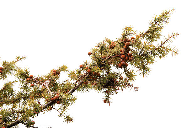 Juniper branch stock photo