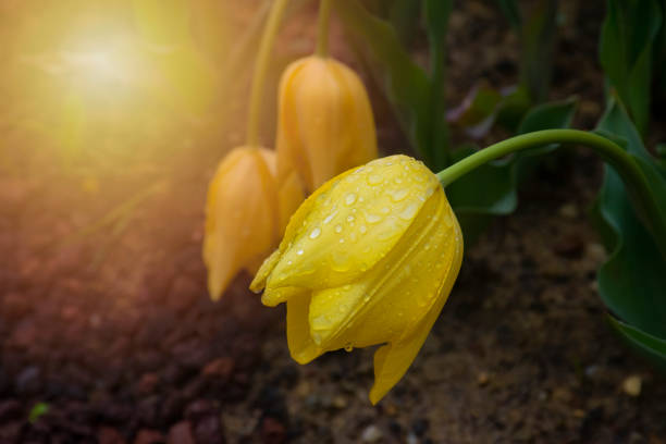 purple tulip flower on a blurred background. selective focus, blurred background
