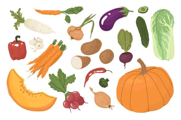A set of vegetables after harvest. Farm products, organic farming. Different types of vegetables. Cruciferous, pacholic, root crops. Vector illustration for farmers and food markets. A set of vegetables after harvest. Farm products, organic farming. Different types of vegetables. Cruciferous, pacholic, root crops. Vector illustration for farmers and food markets. white cabbage stock illustrations
