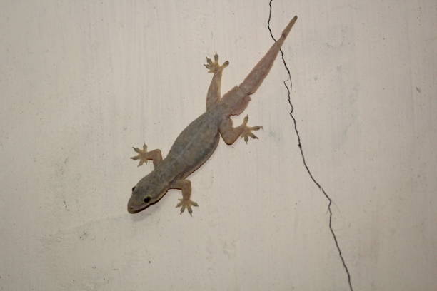 istock Creeping House Lizard Hunting Mosquitos 1482732696