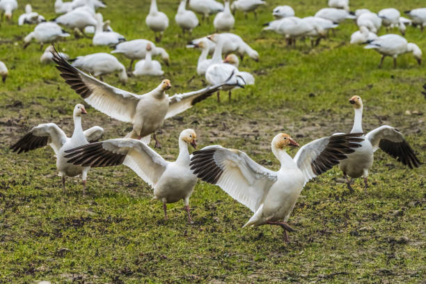 istock Snow Geese Dancing Skagit Valley Washington 1482732913