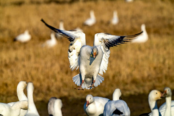 istock Snow Goose Landing Flight Skagit Valley Washington 1482732933