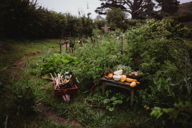 Harvest of vegetables, squash, pumpkins