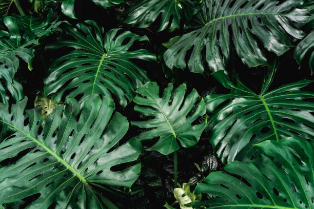 istock Close up nature tropical green leaves background and textured 1482735266