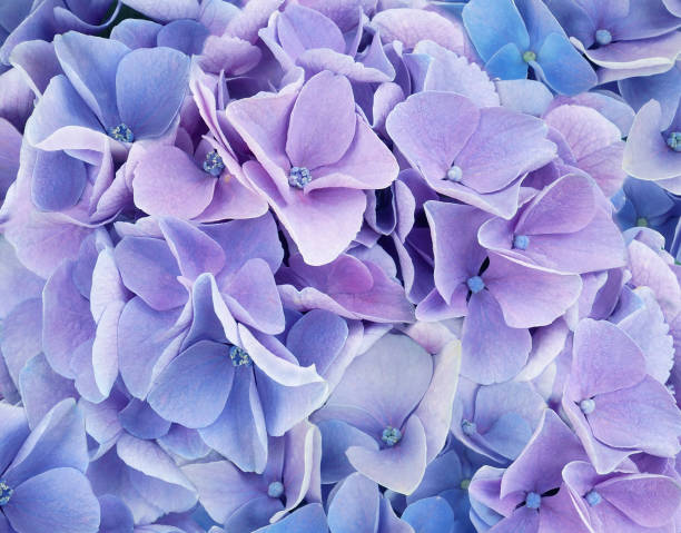 istock Blue and purple Hydrangea flower as a background 1482735375