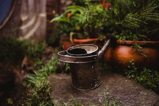 Garden with flowers and vintage watering can
