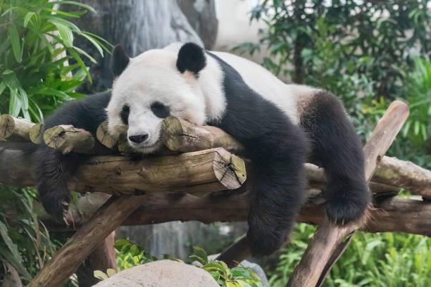 istock A adorable giant sleeping panda bear 1482738461
