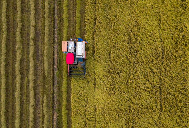 istock Hitech rice harvest, Tien Giang province 1482739546
