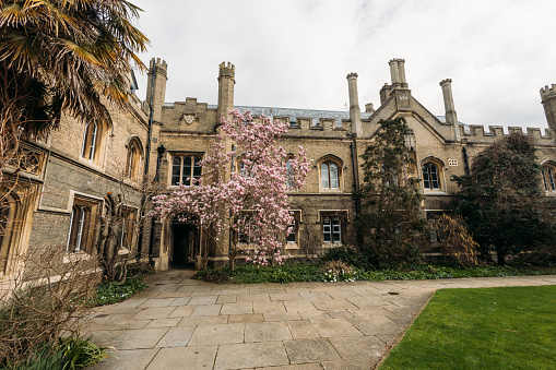 Magnolia Blossom in Cambridge universit, England UK