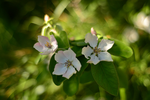 Flowers of quince blooming in a spring garden, delicate pink/white flowers against the background of green foliage