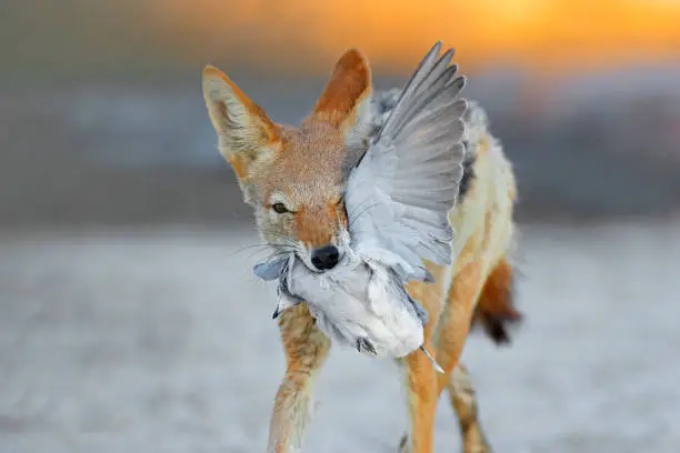 Photo of A black-backed jackal (Canis mesomelas) hunting a dove, Kalahari desert, South Africa