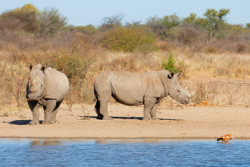 A pair of white rhinoceros (Ceratotherium simum) at a waterhole, South Africa