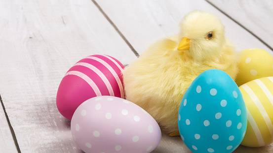 Cute tiny and fluffy Easter chicken. Easter Eggs, Easter card