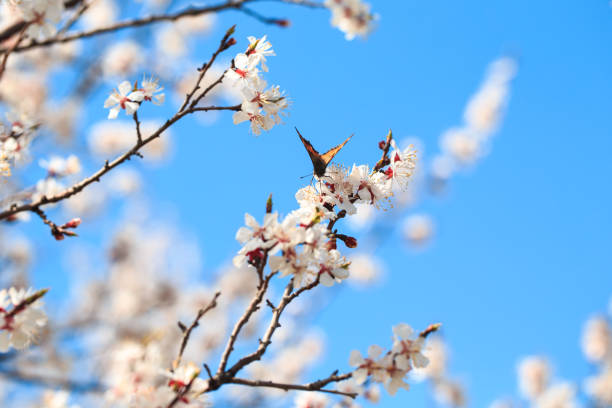istock Butterfly on a spring flower. Blooming tree on the background of nature. spring flowers. spring background. 1482740905