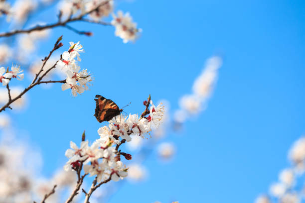 istock Butterfly on a spring flower. Blooming tree on the background of nature. spring flowers. spring background. 1482740908