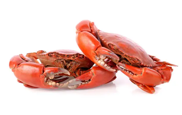 steamed crab isolated on white background