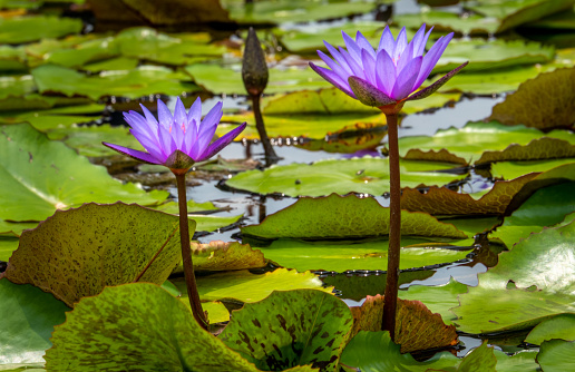 Water lilies in a tropical garden in Singapore