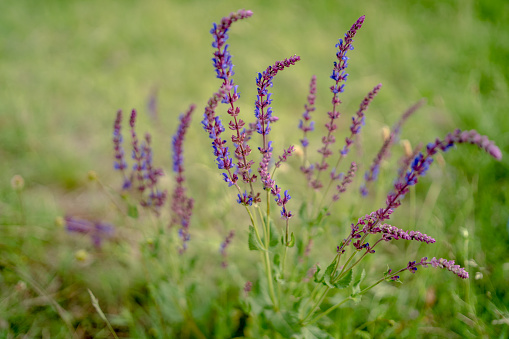 purple lavender flowers in the field