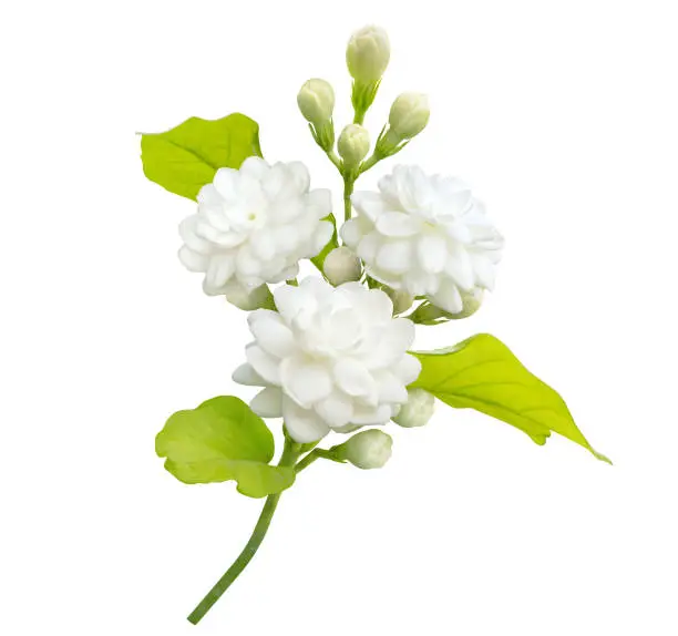 Jasmine flower isolated on white background with clipping path, symbol of Mothers day in thailand.