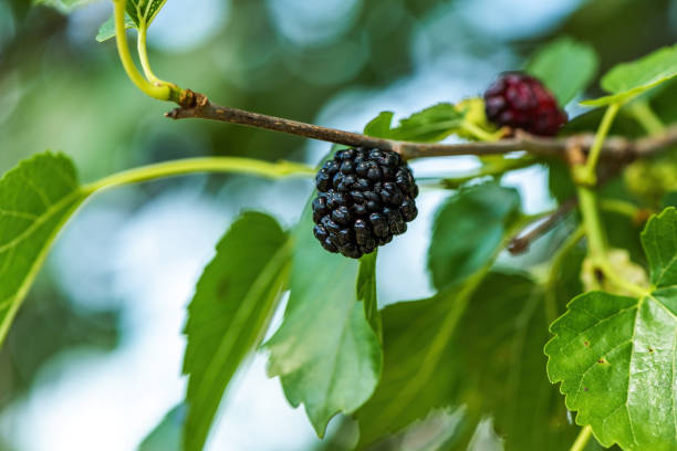 istock Ripe mulberry fruit on the branch in organic orchard 1482746819