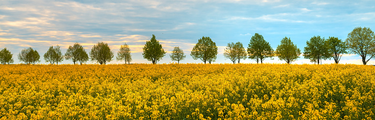 Blooming rapeseed (Brassica napus) field with trees and sky in background, beauty in nature concept of amazing cultivated landscape